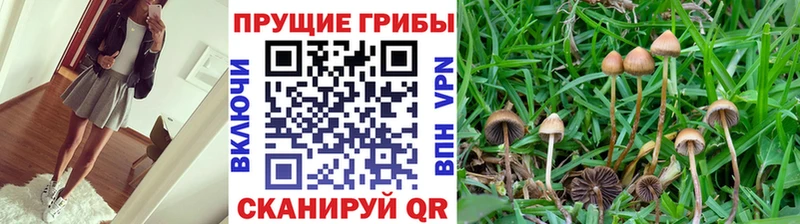 Галлюциногенные грибы Psilocybine cubensis  Истра 